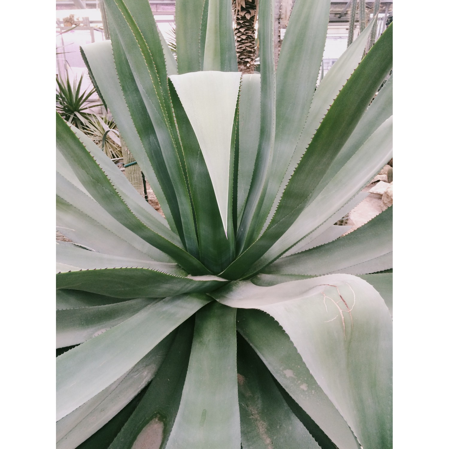 Shakira Aloe Vera Doğal Sabun (10 Sene Yıllandırılmış Özel Seri) 