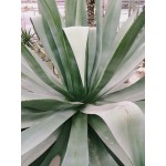 Shakira Aloe Vera Doğal Sabun (10 Sene Yıllandırılmış Özel Seri) 